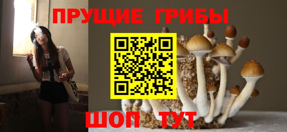 Псилоцибиновые грибы Psilocybine cubensis Торжок